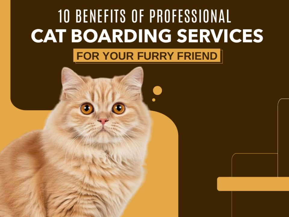 Professional Cat Boarding Services
