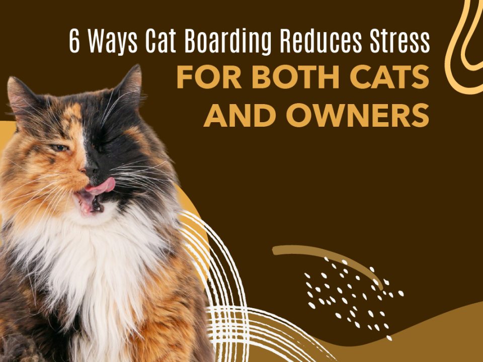 Cat Boarding