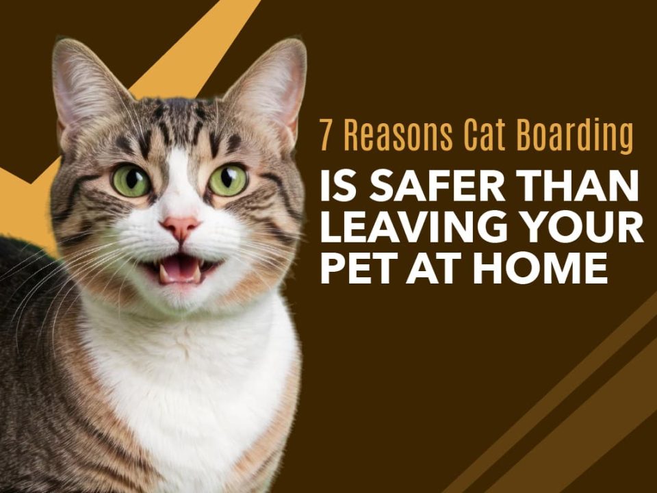Cat Boarding