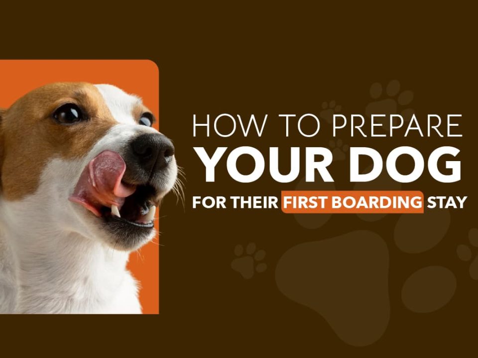 Dog Boarding Tips